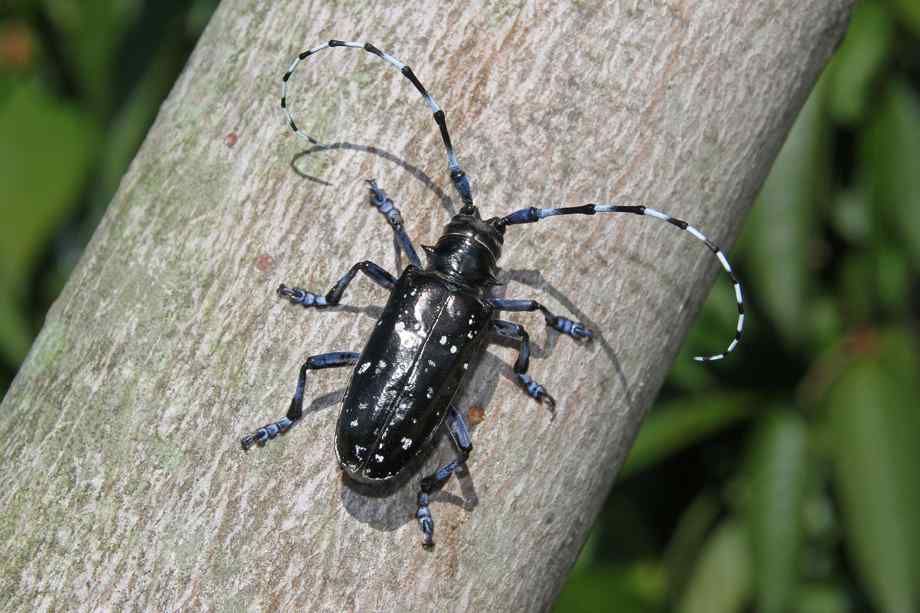 Mooch reccomend Asian longhorn beetle illinois