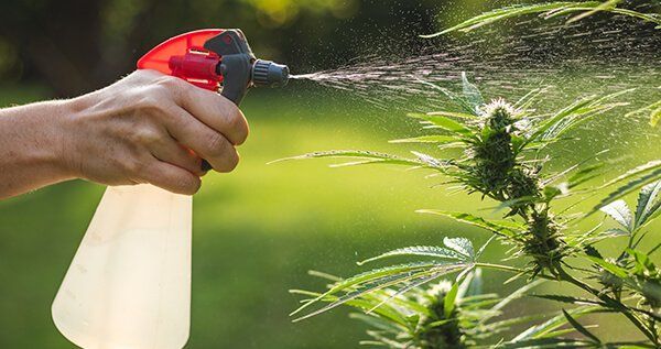 Best tool for watering mature trees