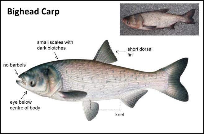 best of Physical Asian descripation carp