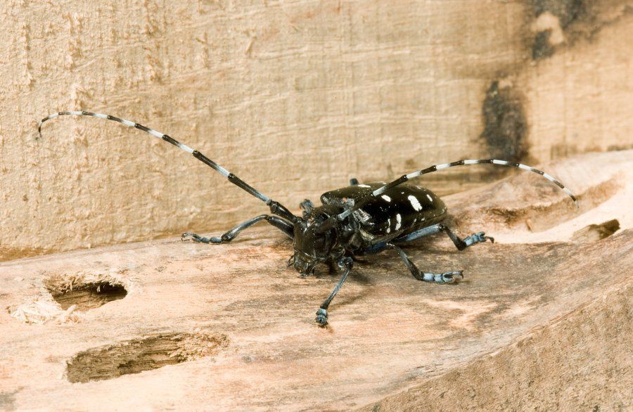 Tribune reccomend Asian longhorn beetle illinois