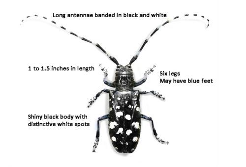 best of Beetle Asian longhorned