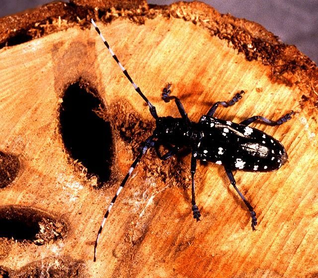 Twix recomended longhorn illinois Asian beetle