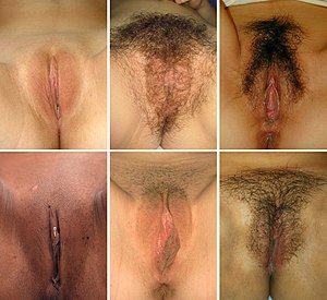Female vulva post orgasm
