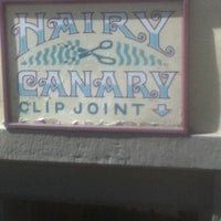 Hairy canary clip joint