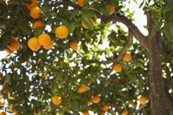 Camber reccomend Mature citrus wont fruit