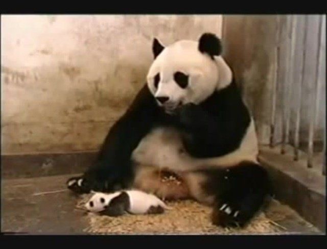 Winter reccomend Funny pandas sneeze