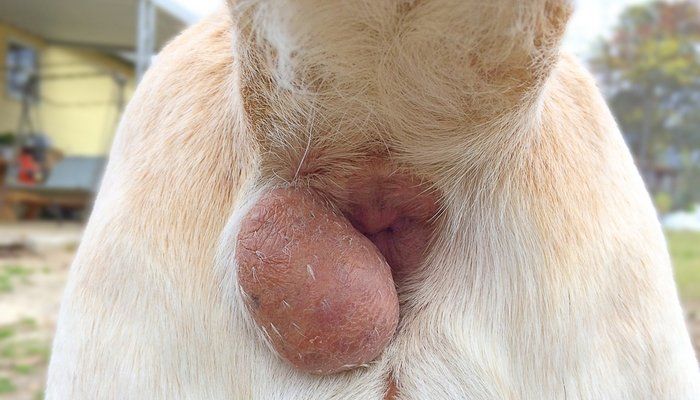Canine anal gland relief procedure