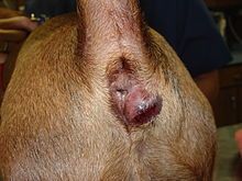 Cause of infected anal gland