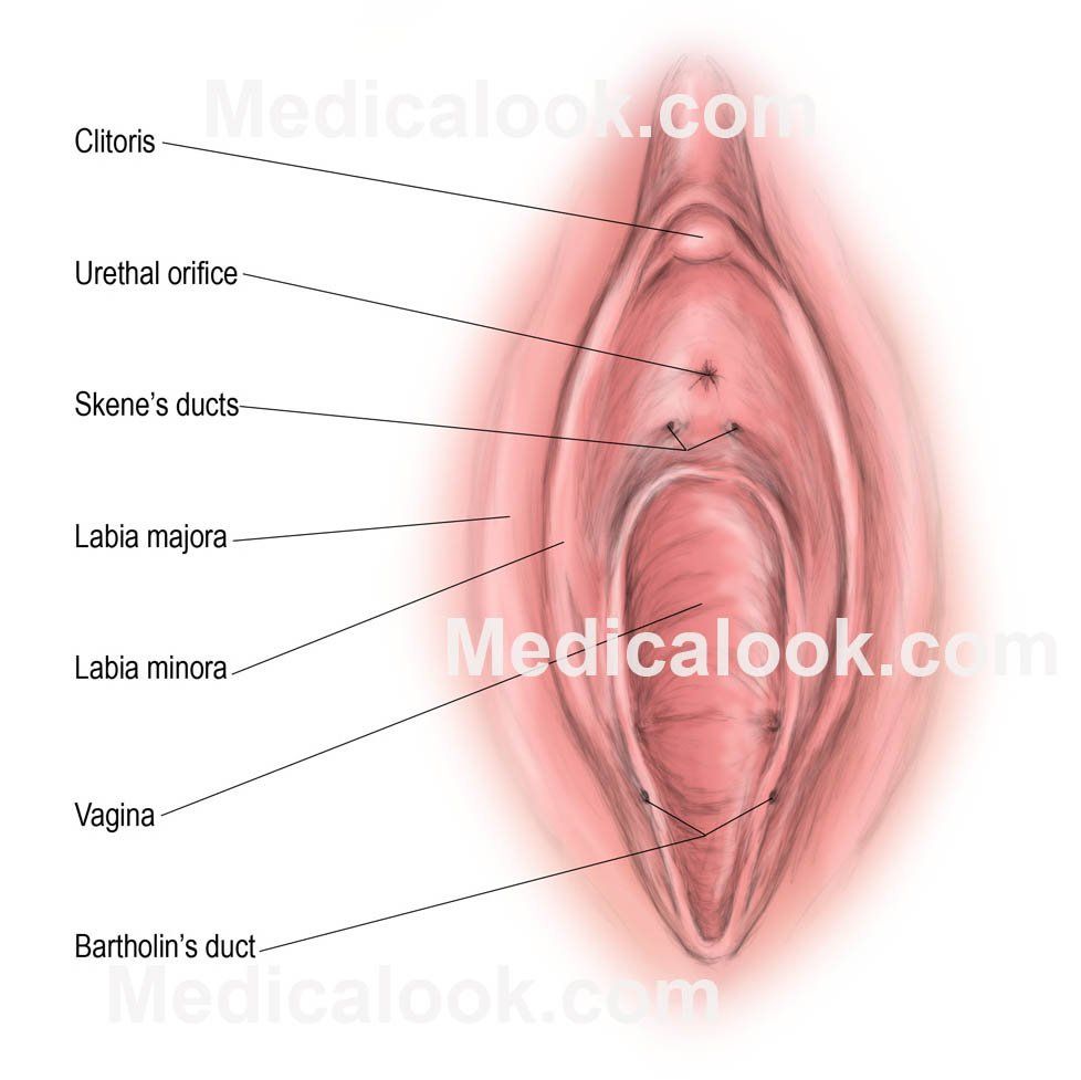 best of Clitoris diagram and Vagina