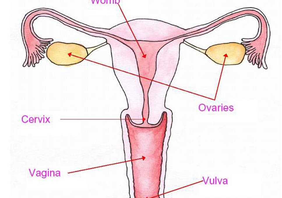 Motor reccomend Parts of a vulva