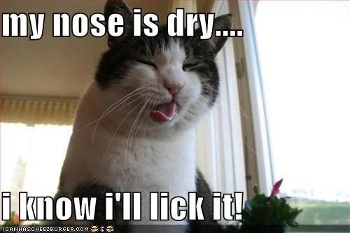 Dry it lick
