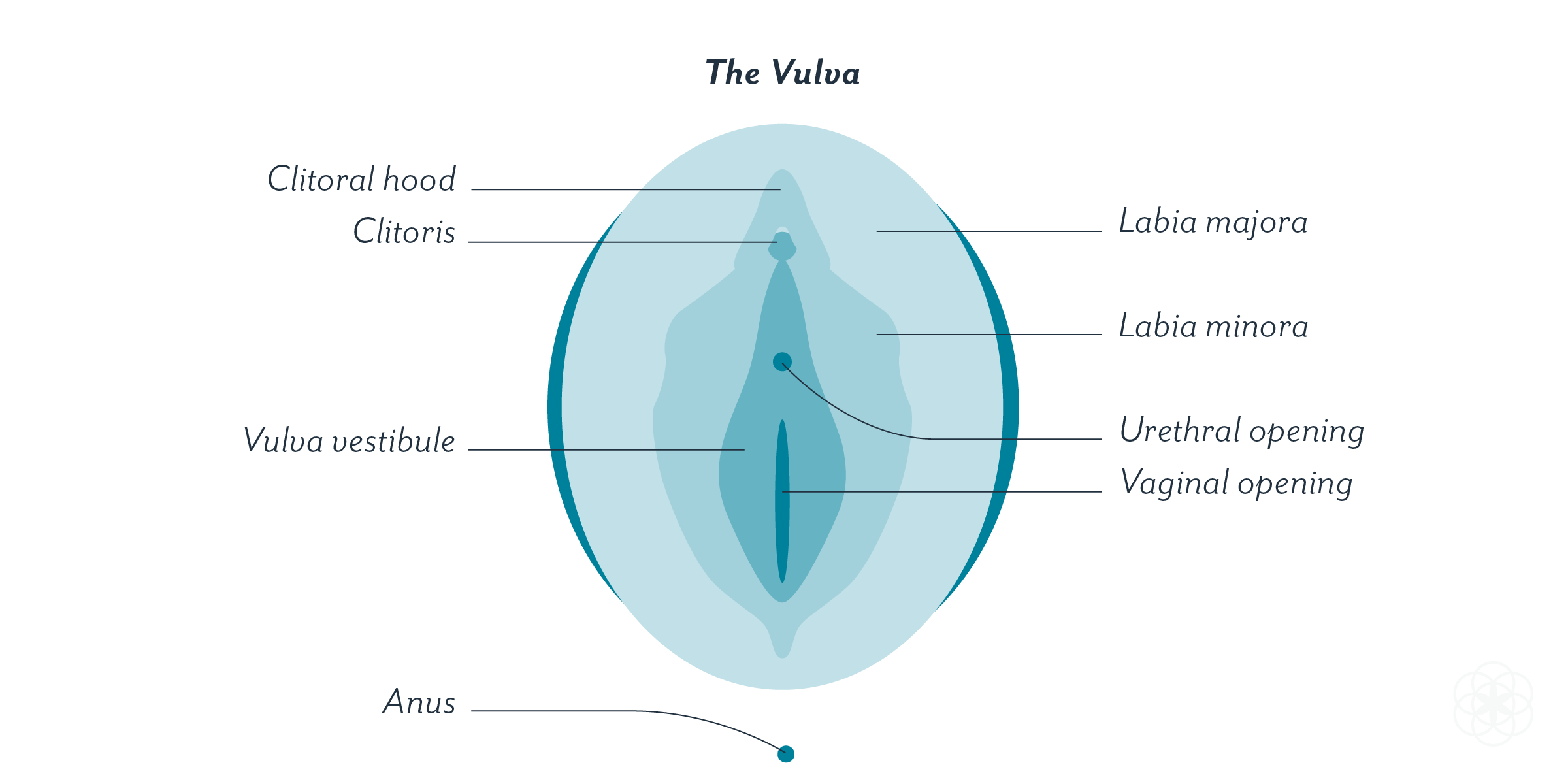 Vagina and clitoris diagram