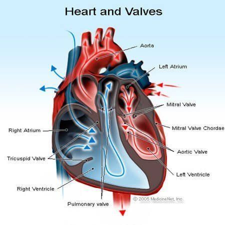 Heart palpitations and mitral valve facial