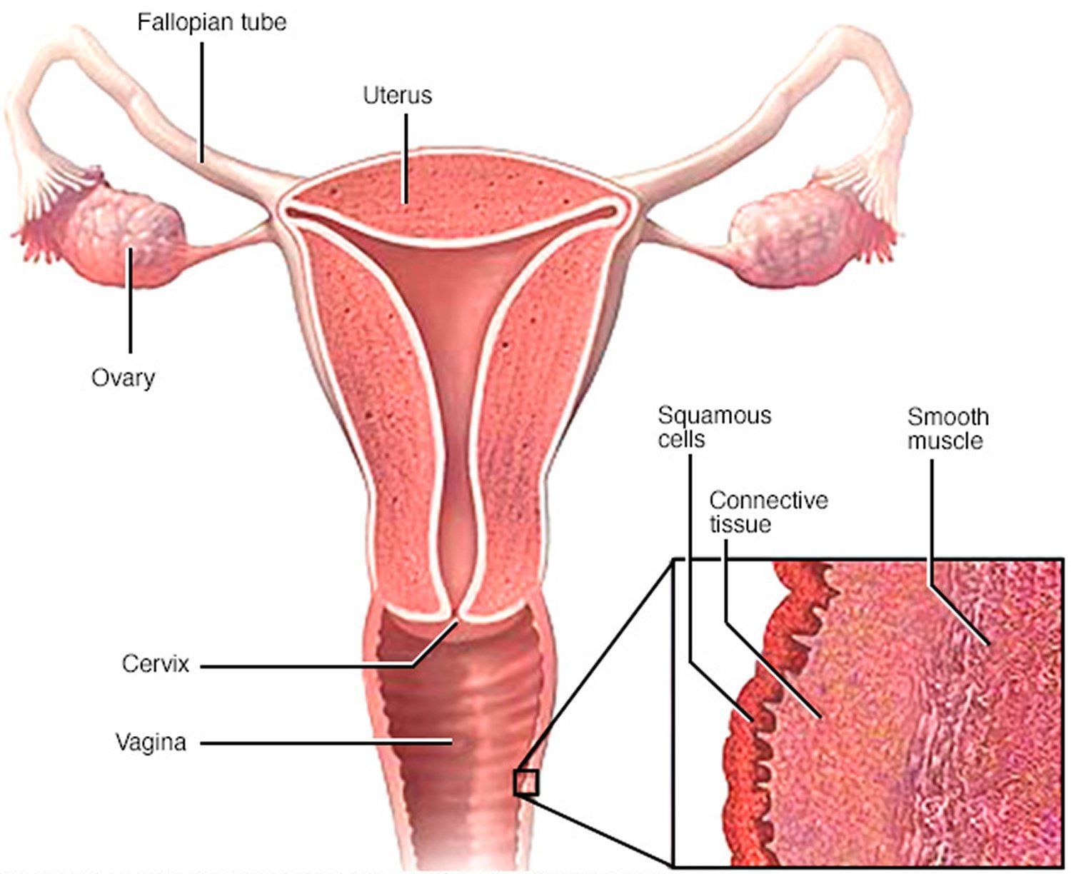 Cervix and vagina squamous cells