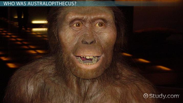Dollface reccomend Australopithecus afarensis facial features