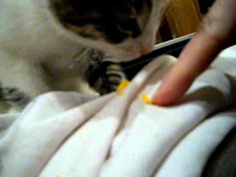 best of Goldfish crackers Can cats eat