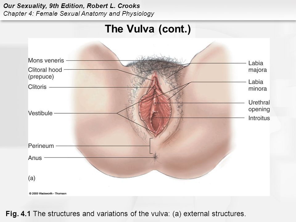 Tic T. reccomend Vagina and clitoris diagram