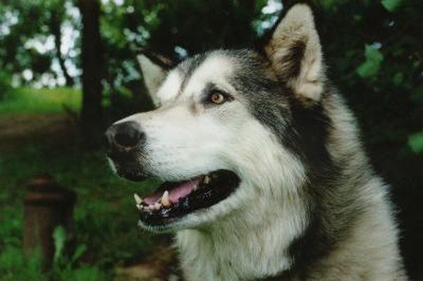 best of Are at sex great Malamutes