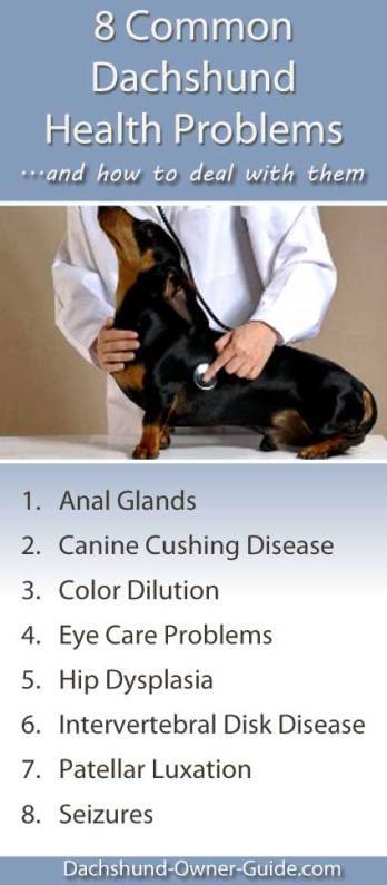 Dachshund expressing anal glands Anal
