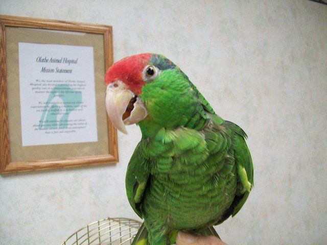 Champagne reccomend Show me a redhead mexican parrot