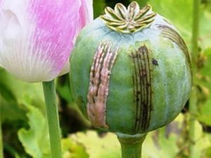 best of Opium poppy Asian