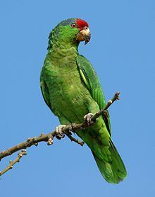 Tansy reccomend Show me a redhead mexican parrot