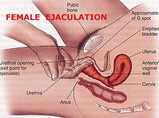 Female anal orgasm g spot squirting