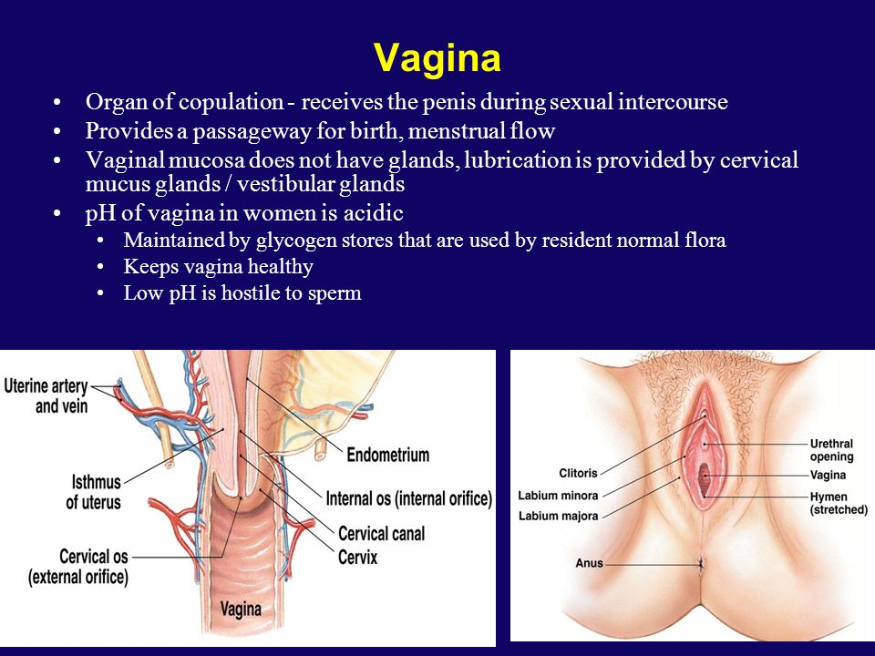 best of Penis Vagina copulation and