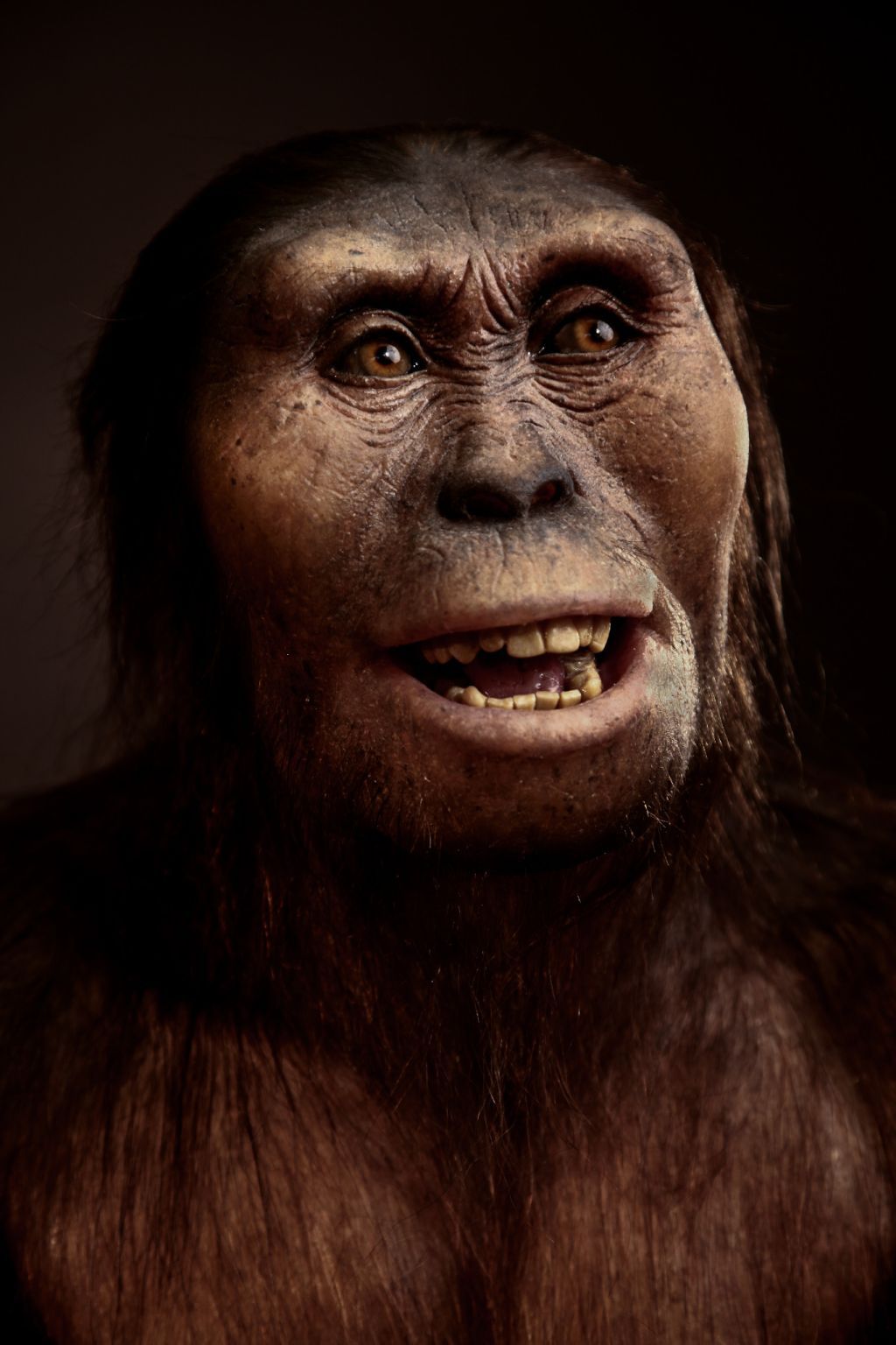 best of Features Australopithecus afarensis facial