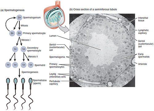 best of Sperm rate Human production