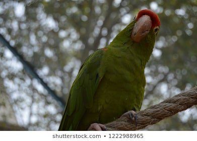 Rocky reccomend Show me a redhead mexican parrot
