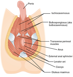 Mr. P. reccomend Area between anus and scrotum