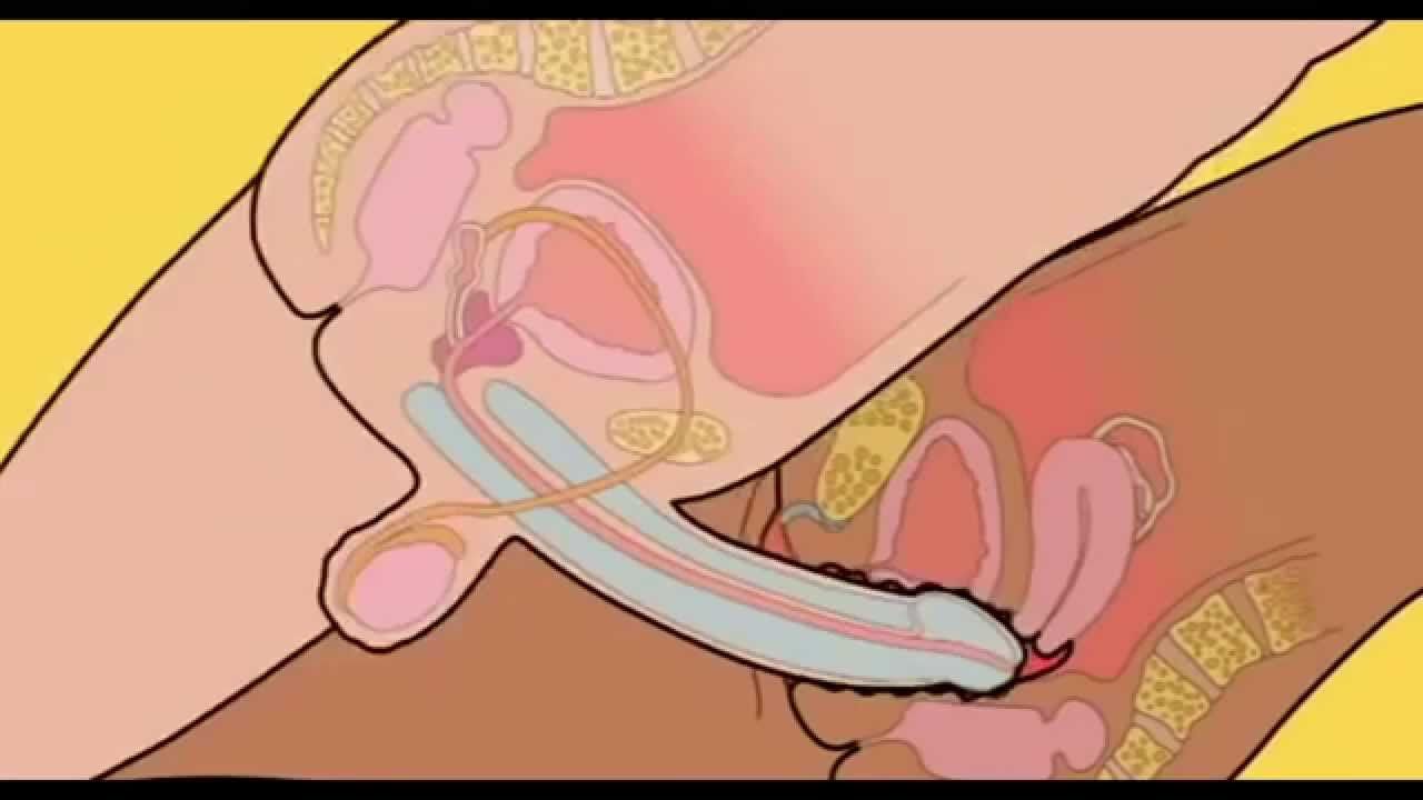 best of A penis How do a into you vagina put