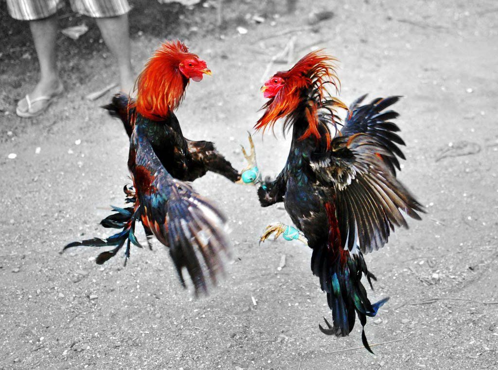 Cock fighting pic