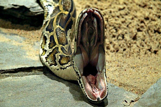 best of Facts fun Burmese python