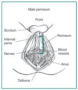 Area between anus and scrotum