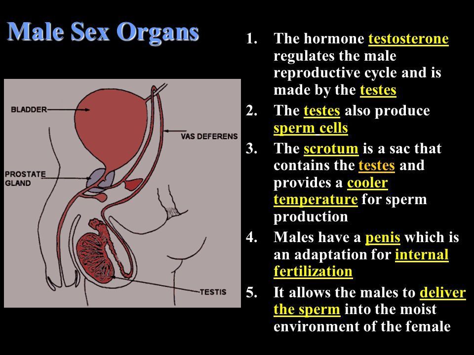 Juice reccomend Human sperm production rate