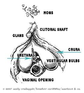 Iron reccomend Vagina and clitoris diagram