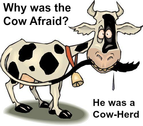 Why do cows moo joke