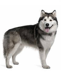 best of Are at sex great Malamutes
