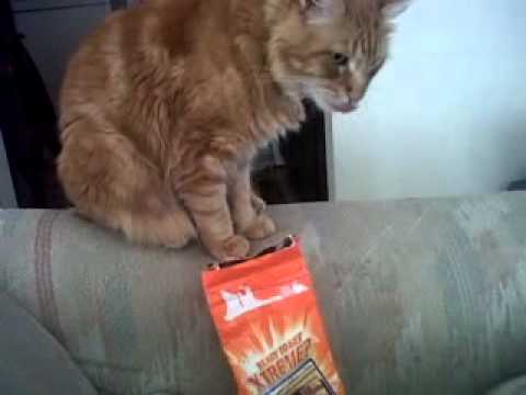 Wonder W. reccomend Can cats eat goldfish crackers