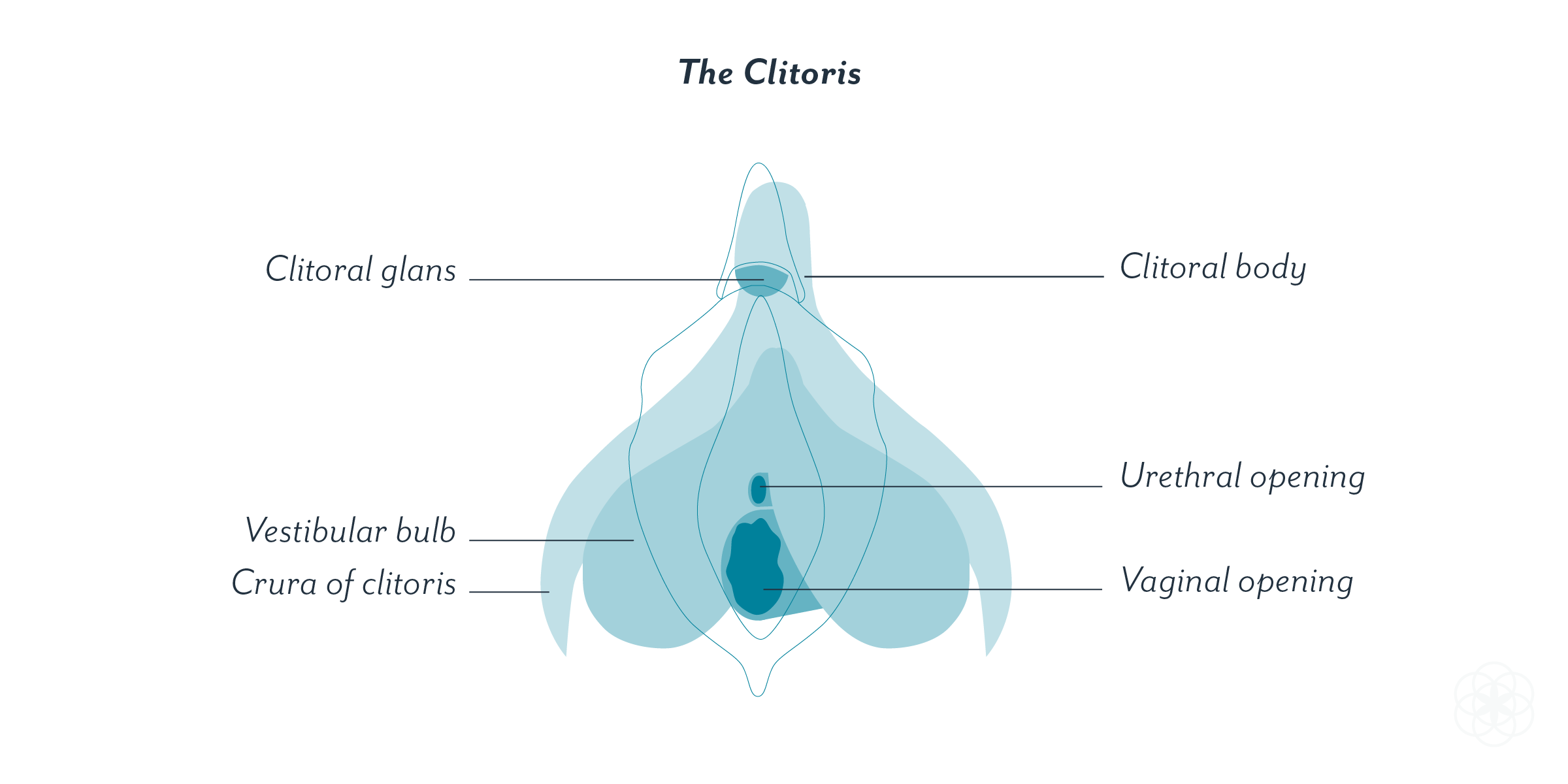 Indiana reccomend Vagina and clitoris diagram