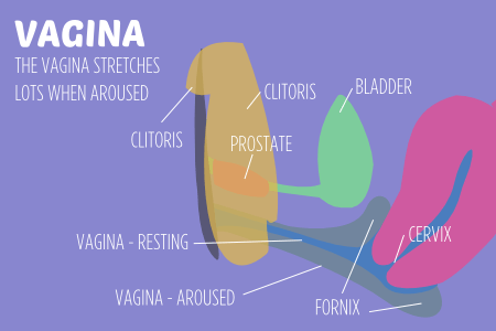 Clitoris vagina com