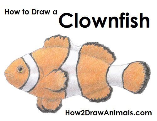 best of To a How clown fish draw
