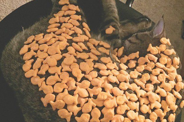 Betta reccomend Can cats eat goldfish crackers