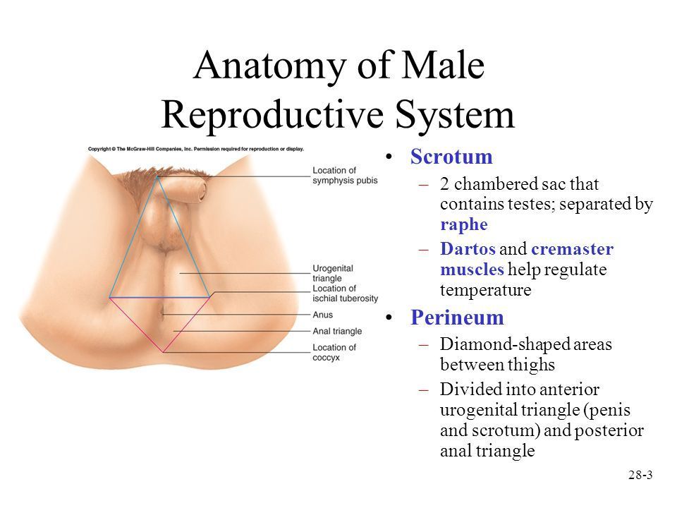 Cali reccomend Area between anus and scrotum