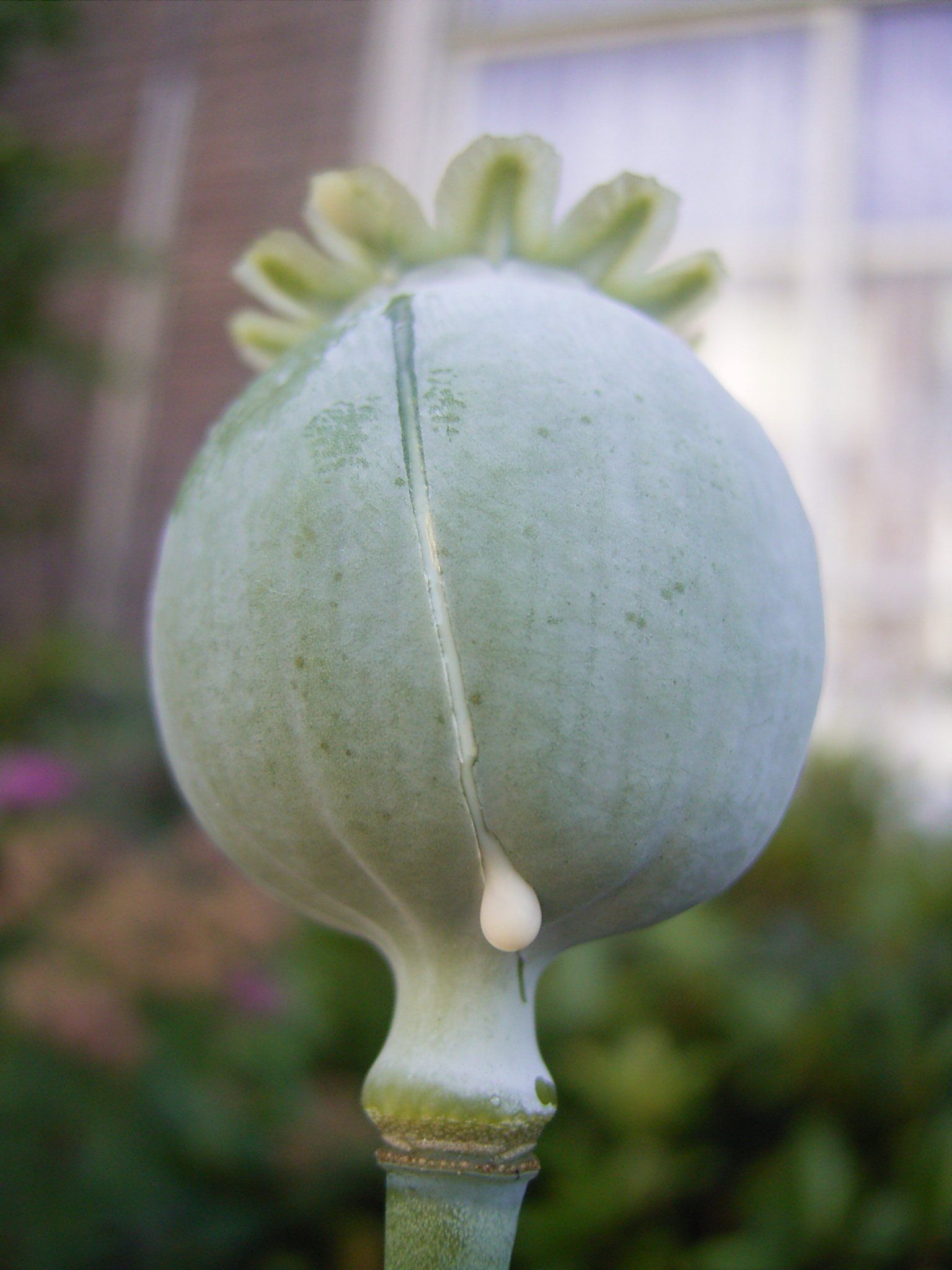 Moonshot reccomend Asian opium poppy