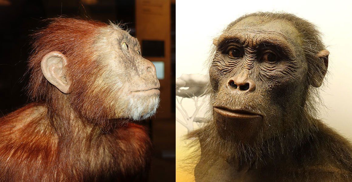 Australopithecus afarensis facial features