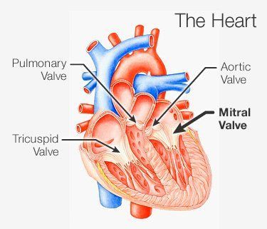 best of And Heart valve facial mitral palpitations