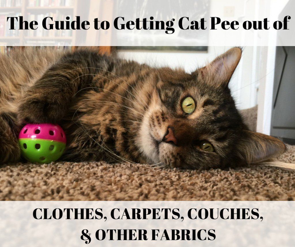 best of Suddenly on peeing carpets Male cats